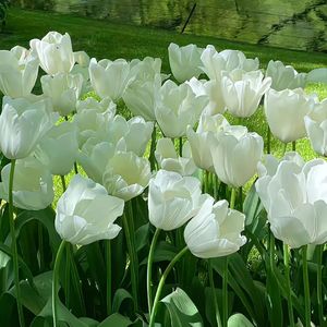 竹林深处的呼吸