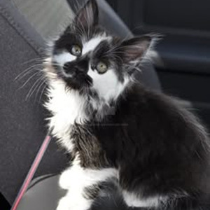 Blancanieves (nightcore)