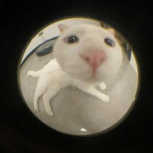 心愿（Cover 四个女生