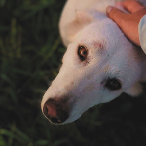 ฤดูกาลของเธอ (Your Blooming Smile) (Remastered 2025)