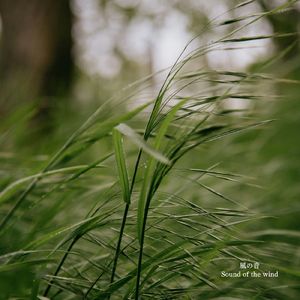 風の音