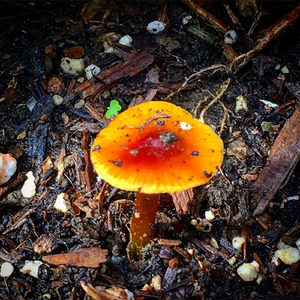 Servin' (feat. Jroz One & Lyman Medeiros)