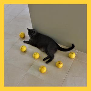 2084 (Single Version)