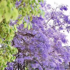 花园糖果-王繁之