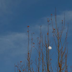 如果声音不记得