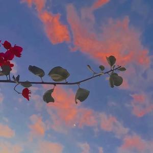 原来玫瑰和星海一直在你的眼里（Pord By Sun Beat今晚不睡觉）