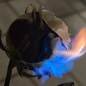 杀不死的花（prod by Red Killer）