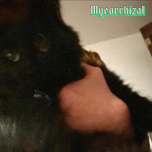 Mycorrhizal (Demo)