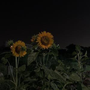 往后余生 (女声版)