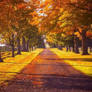 是我爱的不够 (烟嗓版)