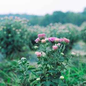 水のSpa (铃铛曲)