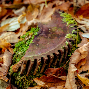 Transplanted Database