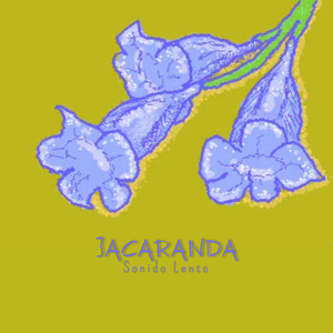 Jacaranda