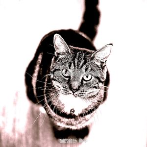 微妙的小猫心情