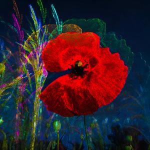 The Hanoun Still Blooms