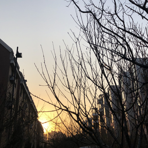 载满桃树的老屋前