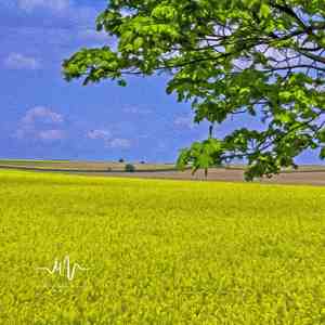 清新音乐 (静心曲)