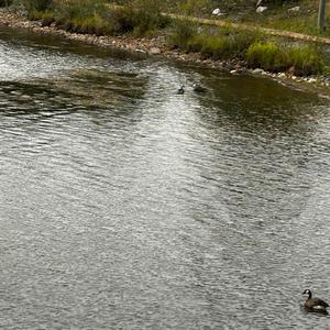 I Flinch At The Notion