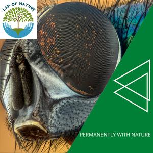 Silence of Gurgle Noise