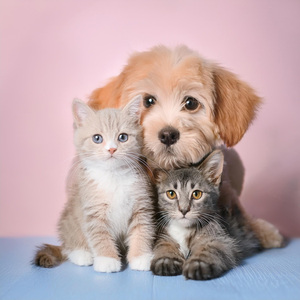 La Siesta De La Tarde