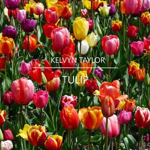 Tulip
