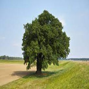 Árbol