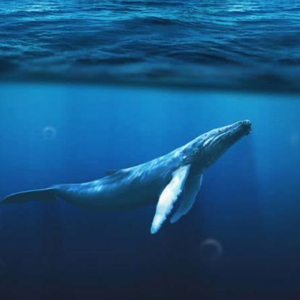 大海中的世界 (Current)