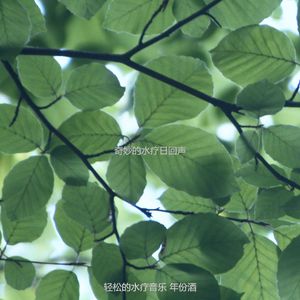 优美蒸汽房器乐