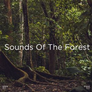 수면을위한 바다의 소리