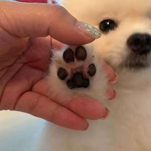 樱花草（cover:Sweety）