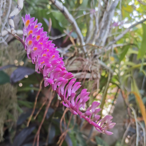 Moon Light And Black Star