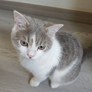 未发生回忆里孵化悖论