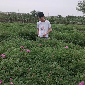 白色桔梗花_片段