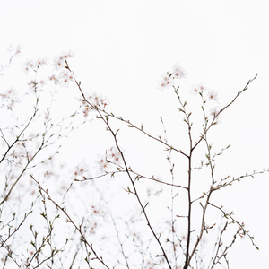 쇼팽 : 즉흥 환상곡