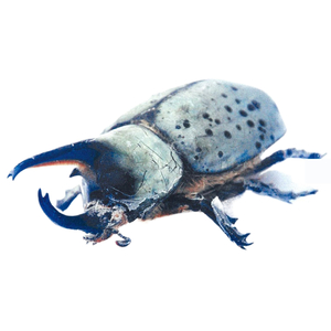 Ícaro Acústico en Vivo (Versión Extendida)