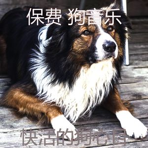 精彩训练犬环境