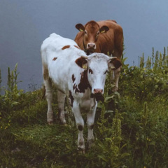 山坡上的两头牛