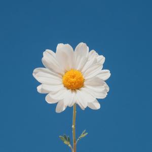 The Day I Miss You for No Reason