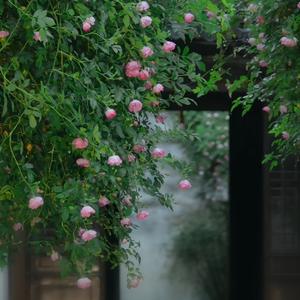 相依