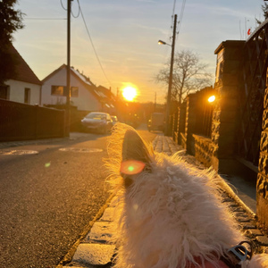 Scrofulous Destitute