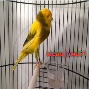 Pancingan Kenari Gacor Ngekek Panjang Sampai Ke Papua