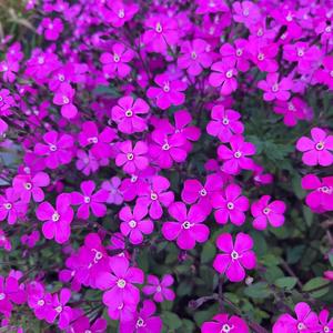 花と愛の生命 (World Peace Song)