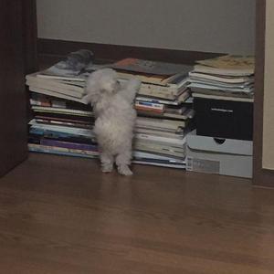 这不是来自红人馆（温柔翻唱）