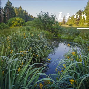 夏天的诗