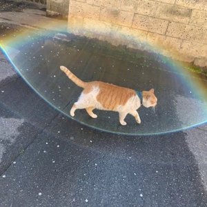 海芋恋 原唱：萧敬腾