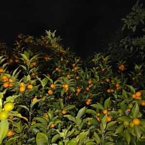 Fluoxetine-爱呀爱呀（顾辰 remix）