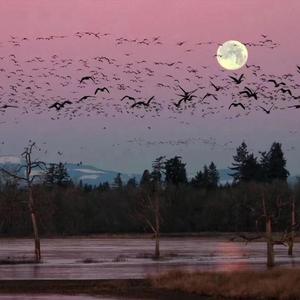 外乡人（低测版）