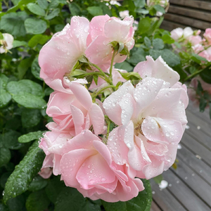 Första gången utan dig