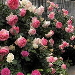 小小情歌（片段1）