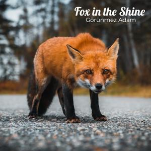 Fox in the Shine